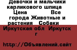 Девочки и мальчики карликового шпица  › Цена ­ 20 000 - Все города Животные и растения » Собаки   . Иркутская обл.,Иркутск г.